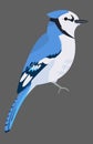 Cute Blue Jay bird icon. Sitting animal sign. Royalty Free Stock Photo