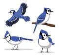 Cute Blue Jay Poses Cartoon Vector Illustration