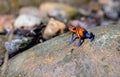 Cute Blue Jeans frog on a rock