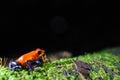 Cute blue jeans poison dartfrog frog from Costa Rica Royalty Free Stock Photo