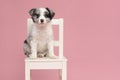 Cute blue merle border collie puppy sitting on a white wooden chair on a pink background Royalty Free Stock Photo