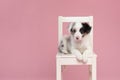Cute blue merle border collie puppy sitting on a white wooden chair on a pink background looking at the camera Royalty Free Stock Photo