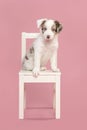 Cute blue merle border collie puppy sitting on a white wooden chair on a pink background looking at the camera Royalty Free Stock Photo