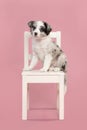 Cute blue merle border collie puppy sitting on a white wooden chair on a pink background looking at the camera Royalty Free Stock Photo