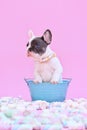 Cute blue pied French Bulldog dog puppy in bucket between marshmallows on pink background