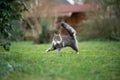 Maine coon cat with fluffy tail up playing in garden Royalty Free Stock Photo