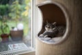 Kitten sleeping in scratching barrel