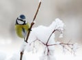 Cute blue tit bird sitting on a branch covered with snow Royalty Free Stock Photo
