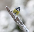 Cute blue tit bird sitting on a branch covered with snow Royalty Free Stock Photo