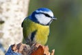 Cute blue tit bird in winter time Royalty Free Stock Photo