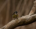 Cute Blue Tit Cyanistes caeruleus perched on icy branch with blurred reed background