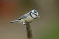 A Blue Tit, Cyanistes caeruleus, perching on a branch of a tree. It has a Caterpillar in its beak, which it is going to feed to it