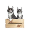 Cute blue with white and silver black tabby Maine Coon cat kittens on white Royalty Free Stock Photo