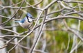 A Cute Bluejay Perched on Bare Branch of a Tree