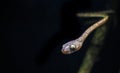 Cute blunt headed tree snake from Costa Rica Royalty Free Stock Photo