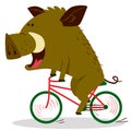 Cute boars or warthog character riding a bicycle. Vector illustration with pig driving bike.