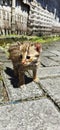 cute bobcat baby sunbathing Royalty Free Stock Photo