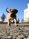 cute Boerboel puppy crawls near the castle