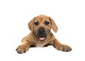 Cute boerboel puppy seen from the front lying down and facing the camera