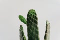 cute boho cactus isolated on white. Close minimalist photo of a cactus