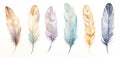 Cute Boho collection, featuring a set of bird feathers on a white background