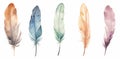 Cute Boho collection, featuring a set of bird feathers on a white background