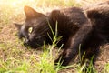 Black cat portrait close up. Cat lie and relax outdoors in grass in summer spring nature garden on sun in sunlight Royalty Free Stock Photo