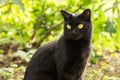 Cute bombay black cat portrait in green grass in nature in sunlight Royalty Free Stock Photo