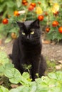 Cute bombay black sad cat in garden with flowers. Outdoors, nature Royalty Free Stock Photo