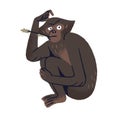 Cute bonobo with blade of grass in mouth thinking. Pygmy chimpanzee scratches its head. Funny chimp, pondering primate