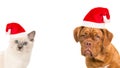 Cute bordeaux dog and rag doll baby cat portrait wearing santa`s hat Royalty Free Stock Photo