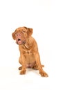 Cute bordeaux dogue looking up with its mouth open