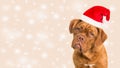 Cute bordeaux dogue portrait wearing santa`s hat