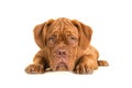 Cute bordeaux dogue