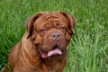 Cute bordeaux mastiff is looking at the camera.
