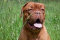 Cute bordeaux mastiff puppy close up.