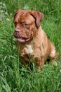 Cute bordeaux mastiff puppy is sitting in a green grass.