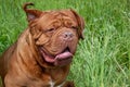 Cute bordeaux mastiff is standing on a green grass.