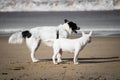 Cute border collie and bull terrier dogs playing on sandy beach, isolated Royalty Free Stock Photo