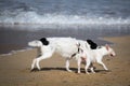 Cute border collie and bull terrier dogs playing on sandy beach, isolated Royalty Free Stock Photo