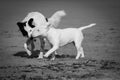 Cute border collie and bull terrier dogs playing on sandy beach, isolated in black and white Royalty Free Stock Photo