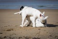 Cute border collie and bull terrier dogs playing on sandy beach, isolated Royalty Free Stock Photo