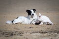 Cute border collie and bull terrier dogs playing on sandy beach, isolated in black and white Royalty Free Stock Photo