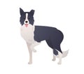 Cute Border Collie dog cartoon character in modern flat style. Standing herding dog with two colored coat on white background.
