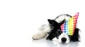 CUTE BORDER COLLIE DOG CELEBRATING A BIRTHDAY OR NEW YEAR PARTY WITH A MULTI COLORED POLKA DOT HAT. LYING DOWN WITH A LOVELY