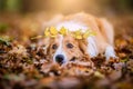 Cute border collie dog autumn leaves