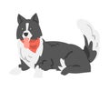 Cute Border Collie Dog, Lying Shepherd Pet Animal with Black White Coat in Red Neckerchief Cartoon Vector Illustration Royalty Free Stock Photo