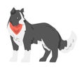 Cute Border Collie Dog, Playful Shepherd Pet Animal with Black White Coat in Red Neckerchief Cartoon Vector Illustration Royalty Free Stock Photo