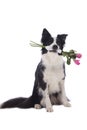 Cute border collie dog with roses in his mouth