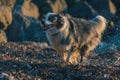 Cute Border Collie dog running out from the water in evening Royalty Free Stock Photo